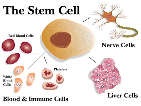 stem